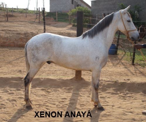 XENON ANAY