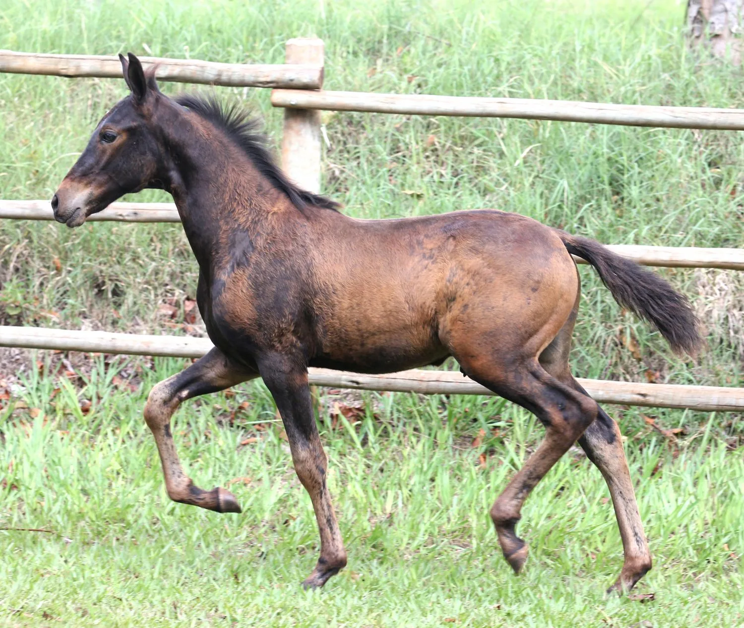POTRO MANGALARGA MARCHADOR MARCHA BATIDA