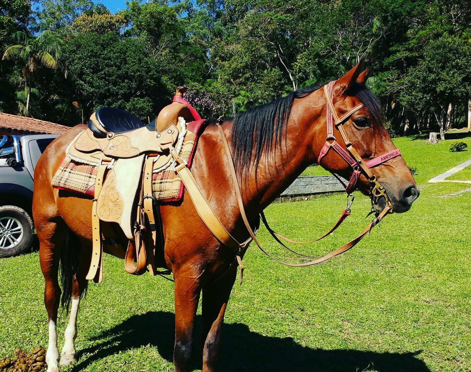 POTRO AMERICAN TROTTER
