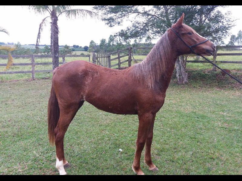 FLECHA MS
