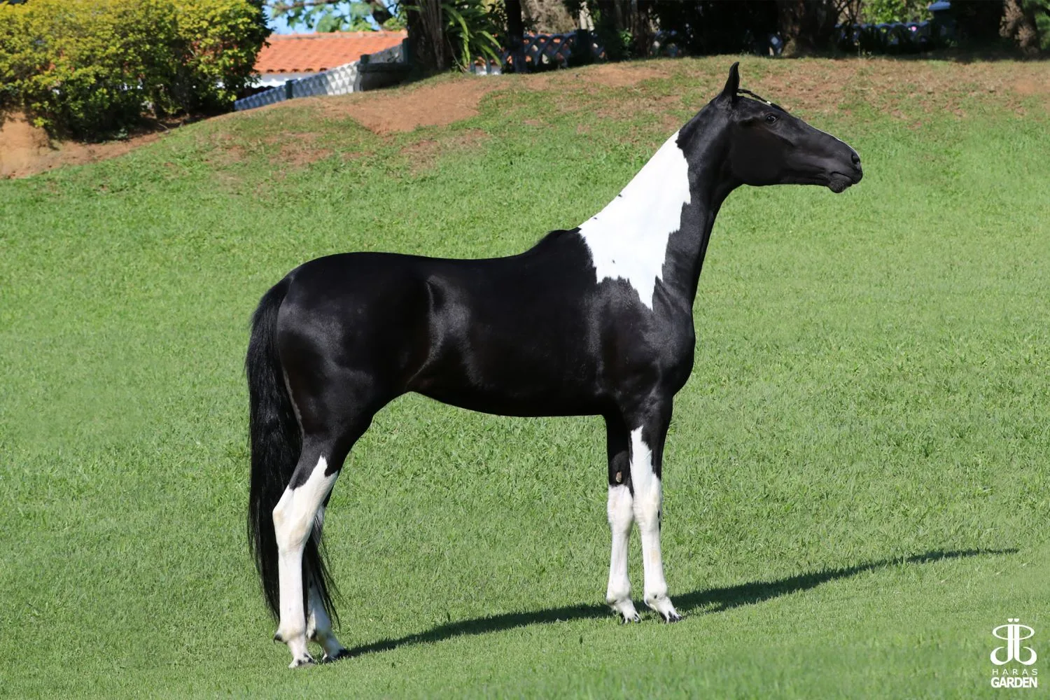 AUDACIA EZ