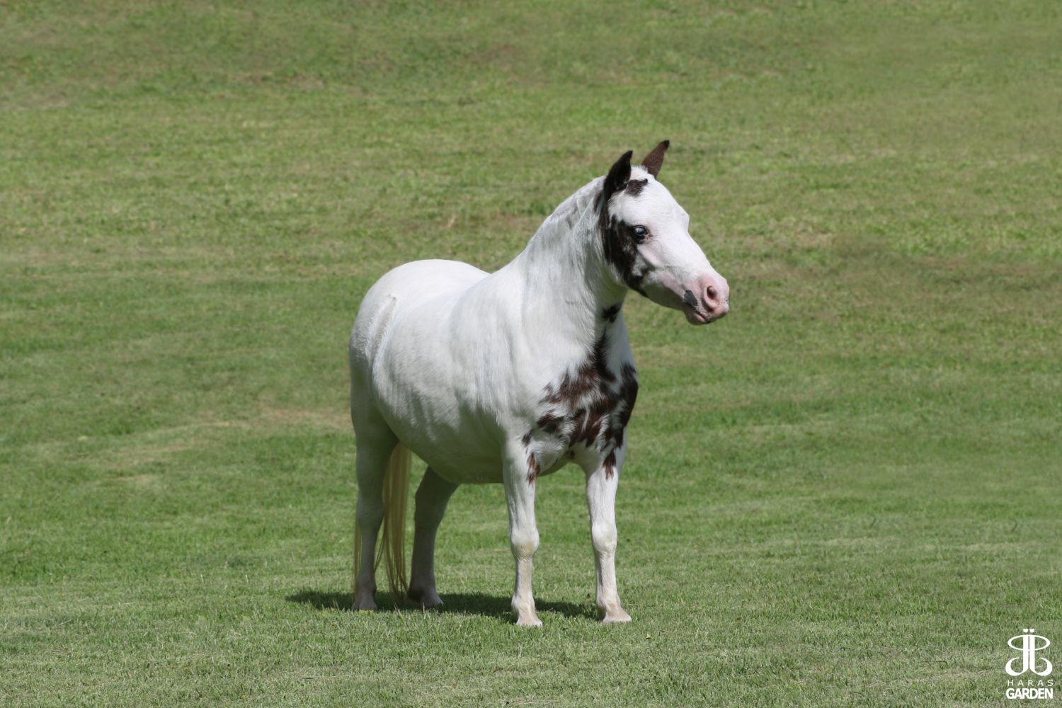 GRYNE DA SANTA ROSA 