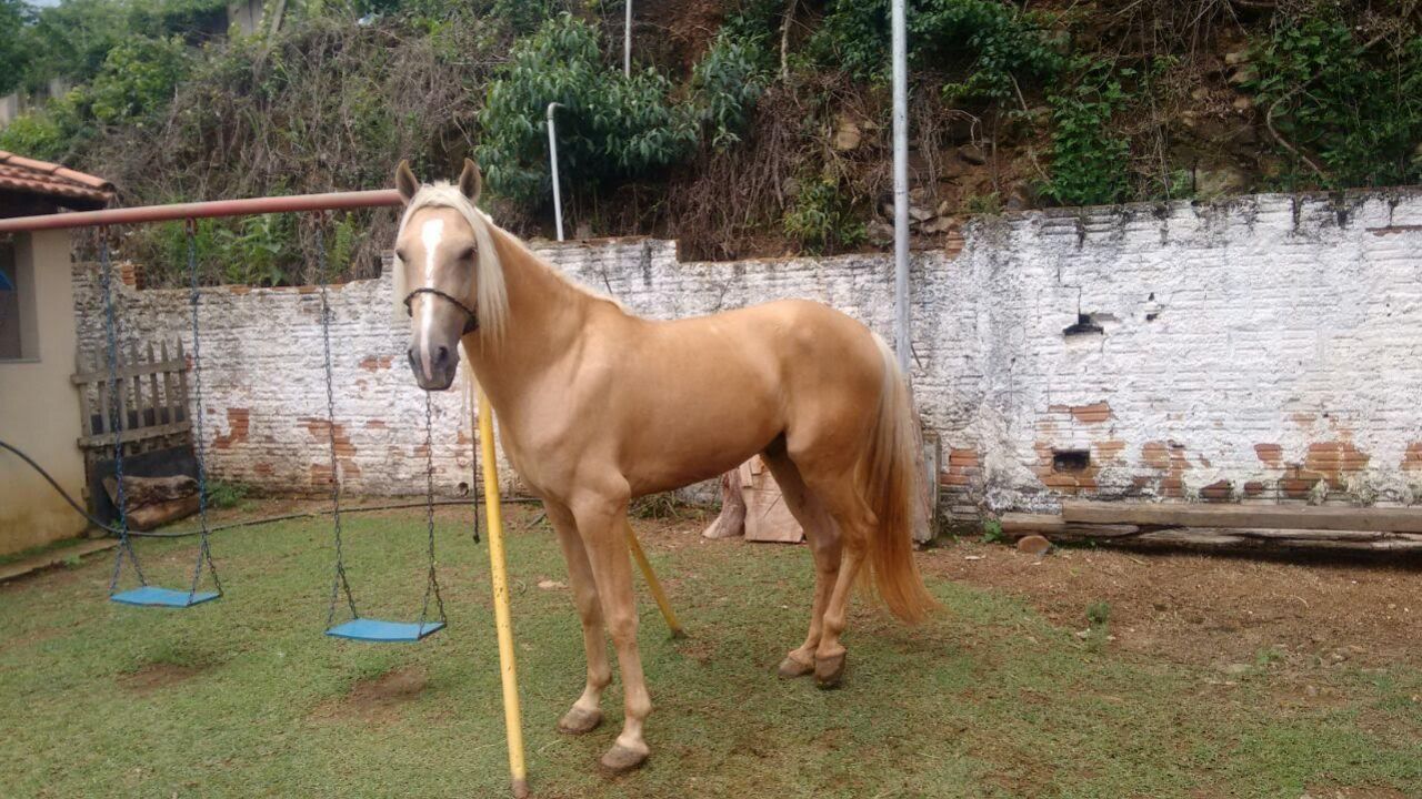 GARANHÃO MANGALARGA