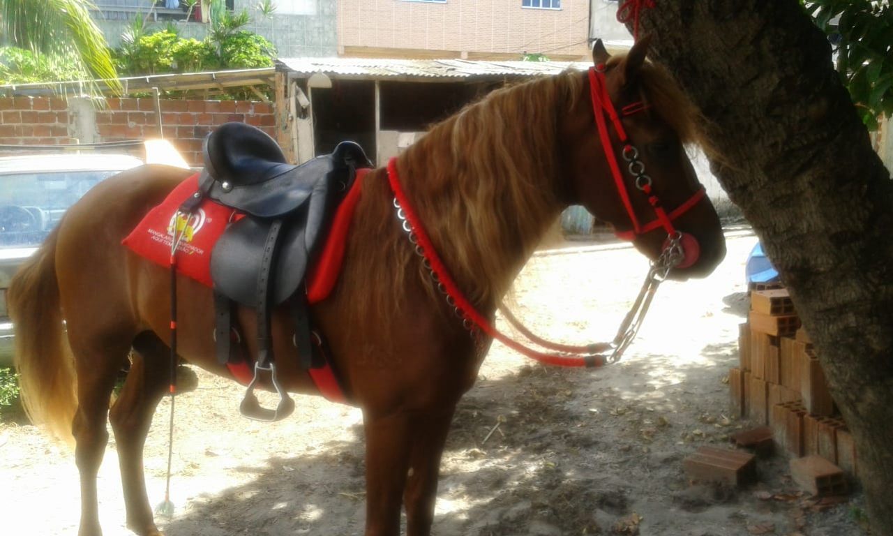 CAVALO MM