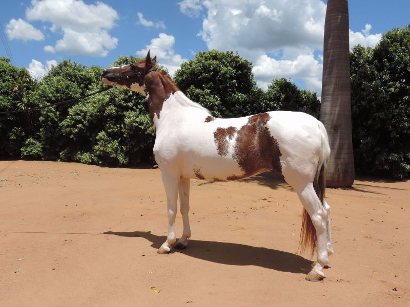 XAYAR DO PEC