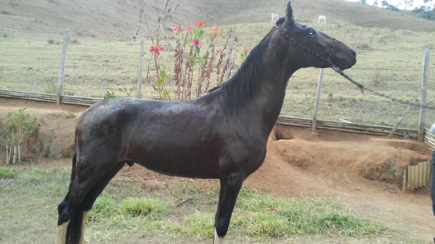 GARANHÃO MM