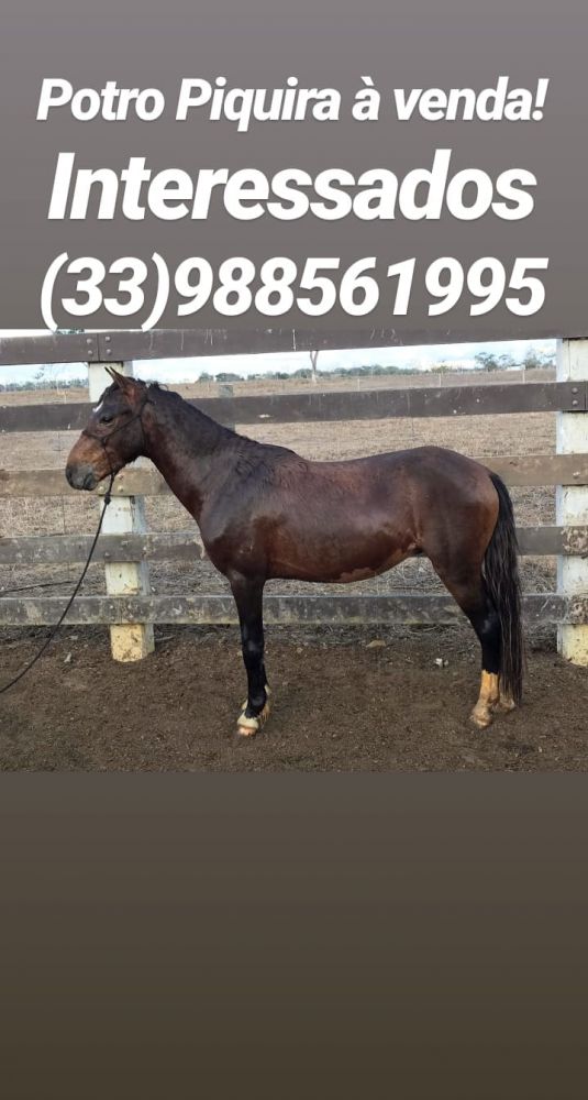 LINDO POTRO PIQUIRA