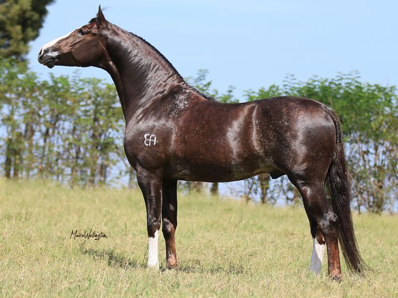 ÚNICO DO EFI (T.E.)