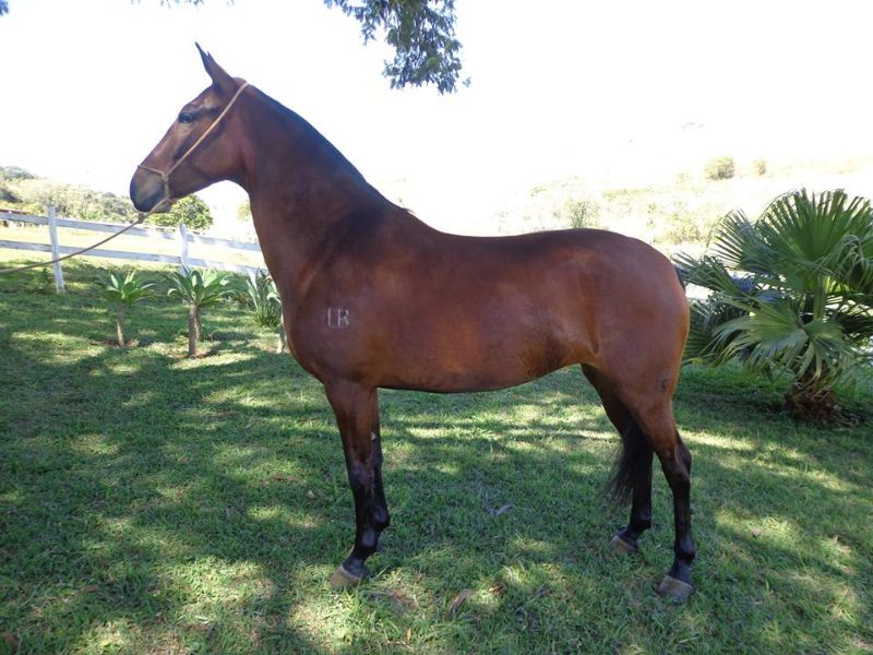 ALEGRIA MJJ