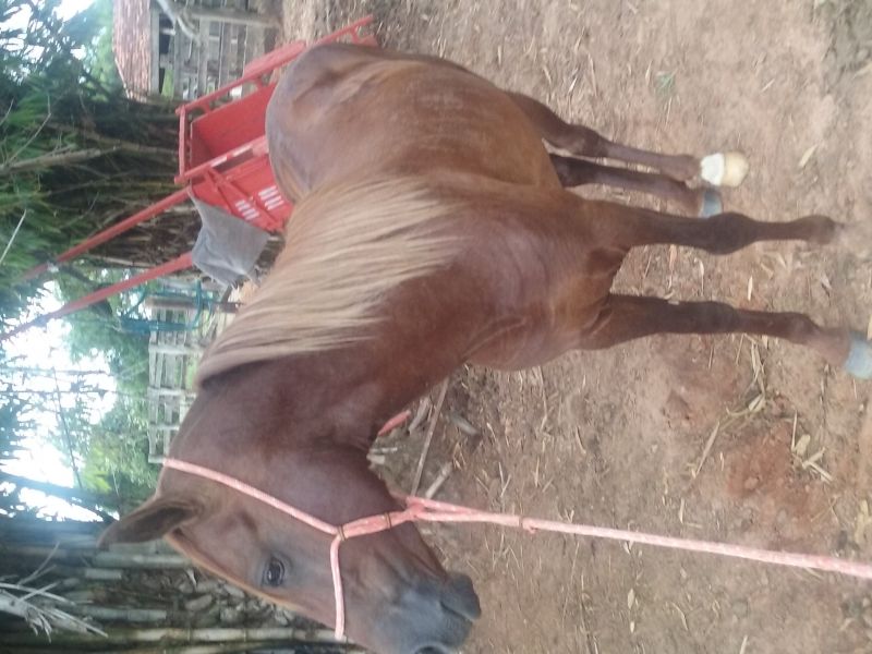 CHACAL