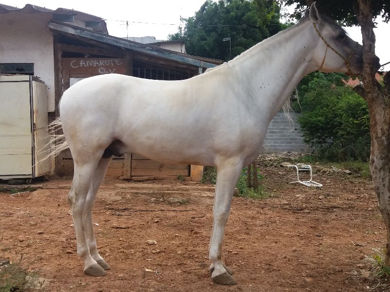 CAMAROTE O.V