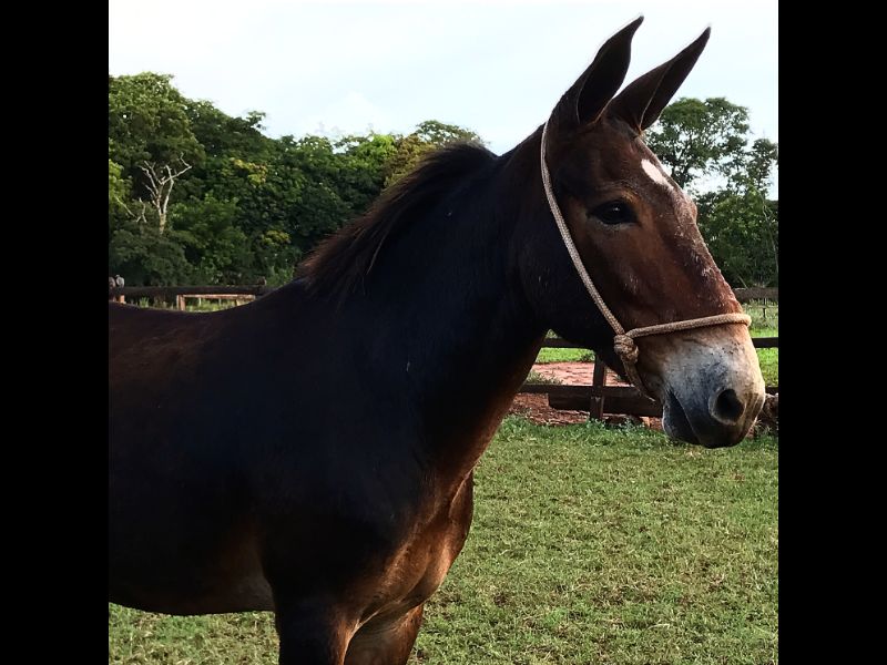 ESTRELO