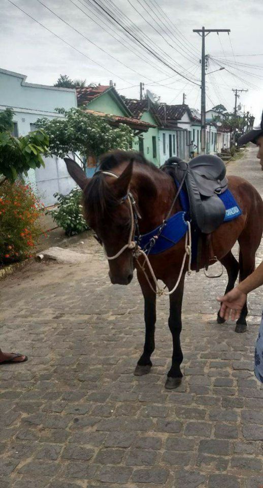 EGUA MESTIÇA MANGALARGA