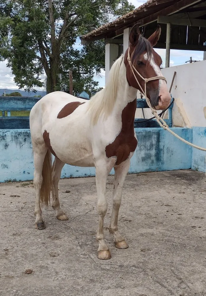 RETRATO - POTRO PAMPA