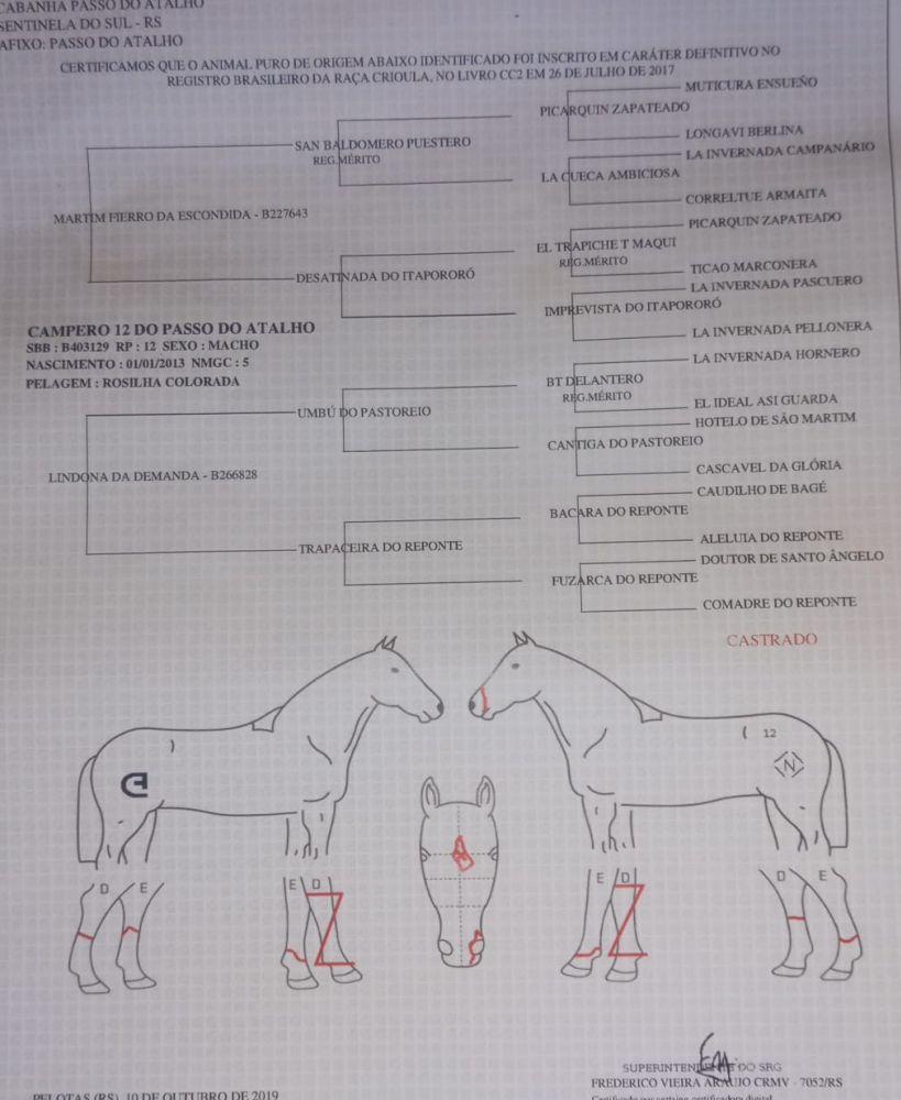 CAVALO DE CARREIRA BOM 