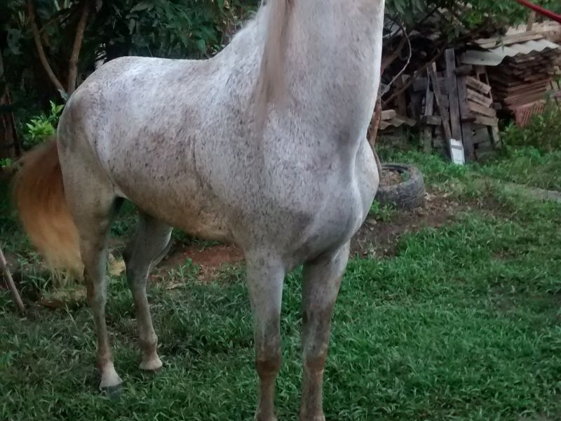 SOBERANO 
