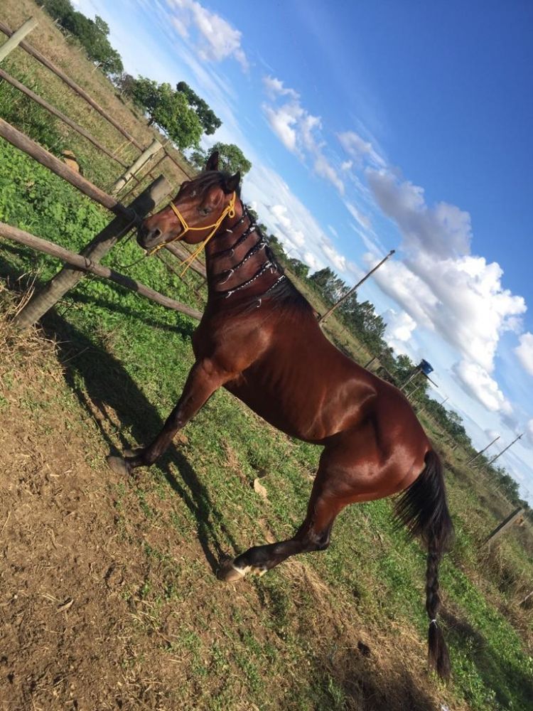 CAVALO PRONTO NO TAMBOR A VENDA !