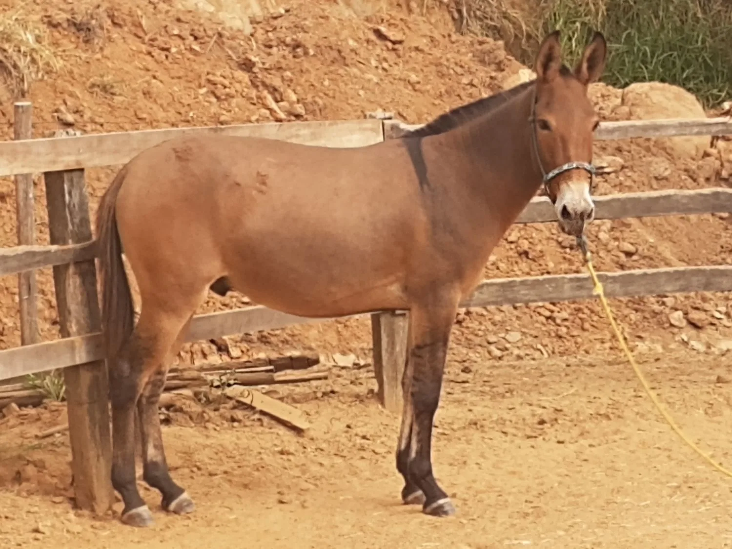 BURRO MARCHA PICADA