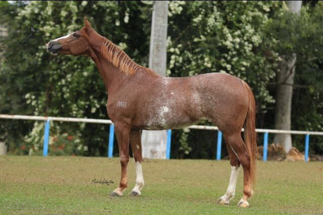 XUXA MAB