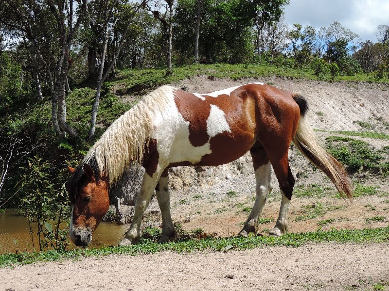 PAMPA