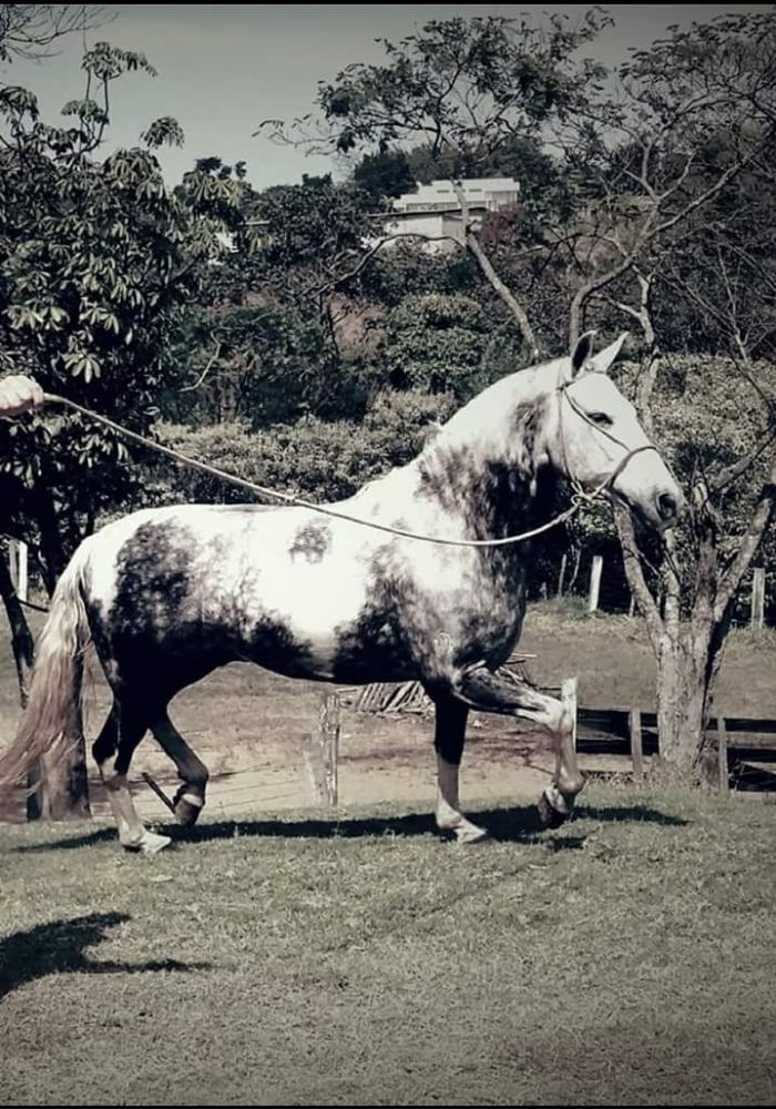 JARACATIA DE MASCAN