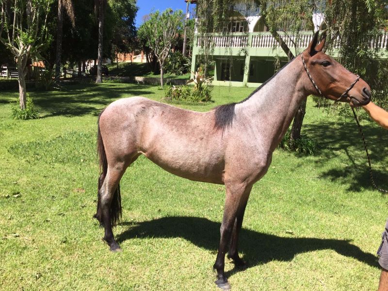 GARÇA 