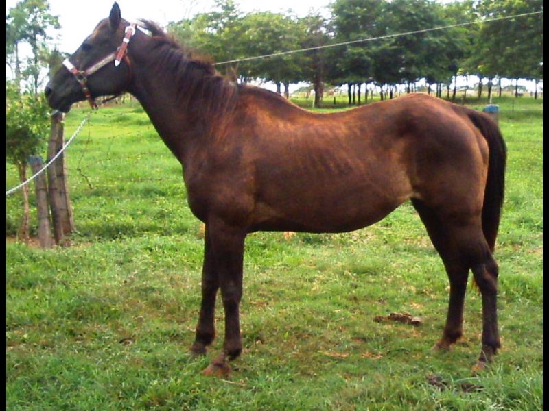GRACIOSA AQUARIAN PZ