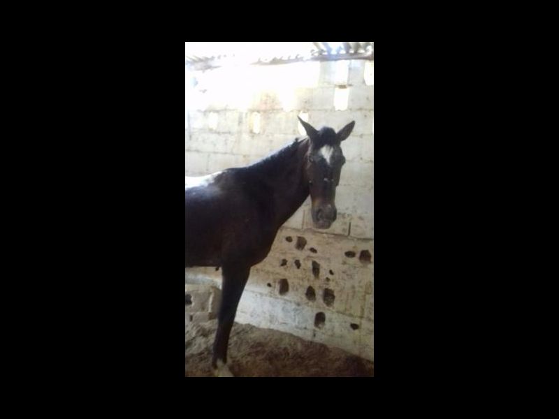 MELOCOTON APPALOOSA