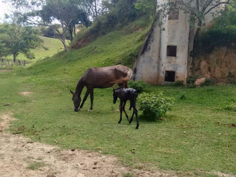 ÉGUA E POTRO