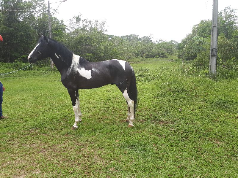 DIAMANTE FONTE NC