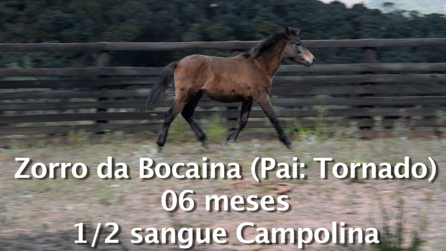 ZORRO DA BOCAINA