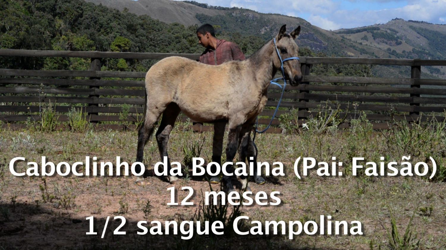 CAMPOLINA 1/2 SANGUE MARCHADOR
