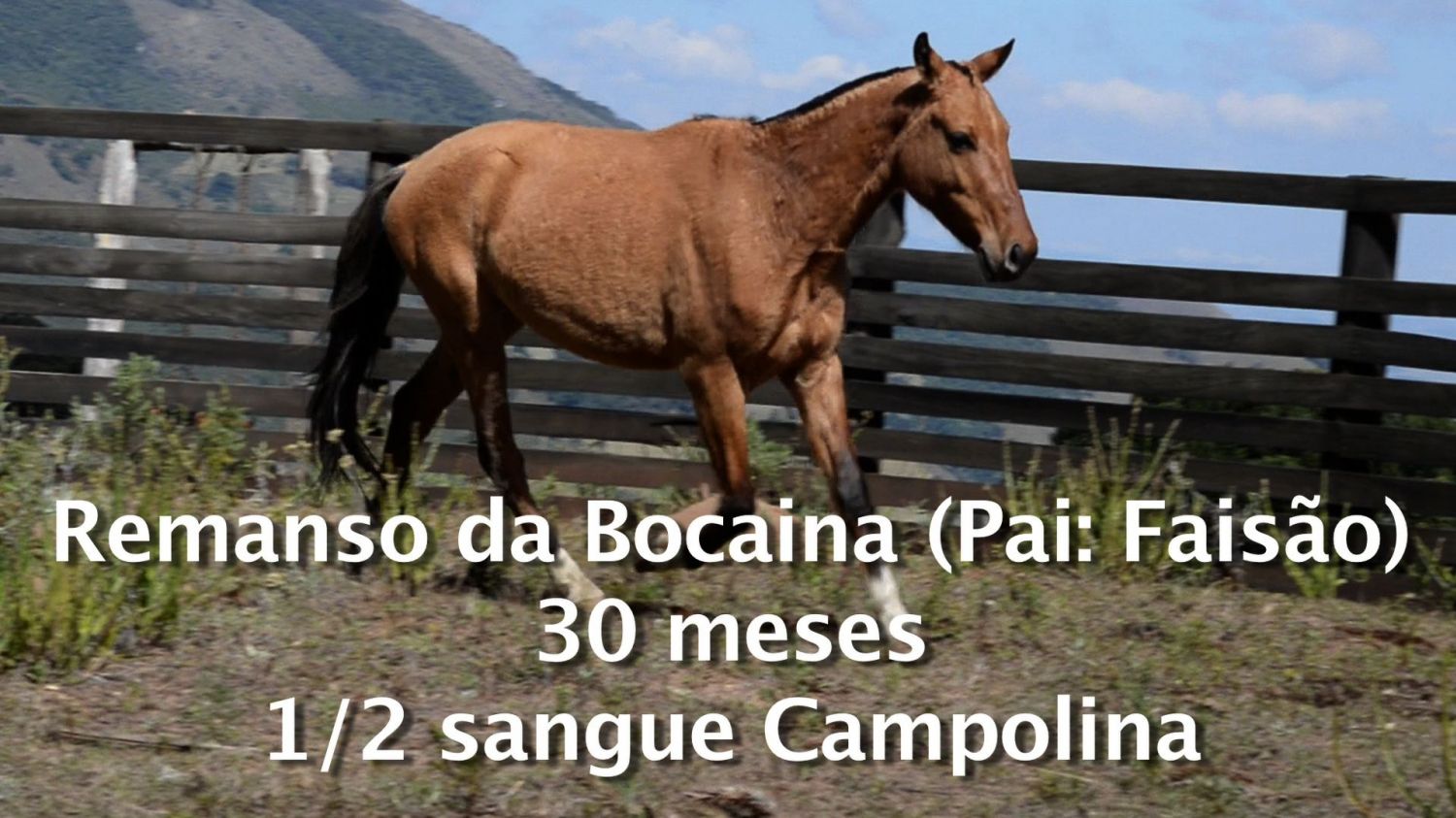CAMPOLINA 1/2 SANGUE MARCHADOR