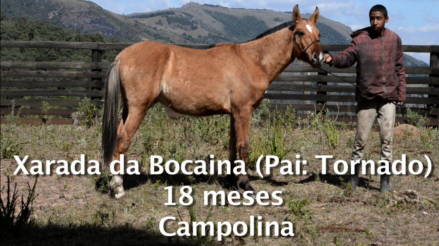 CAMPOLINA PURO (SEM REGISTRO)