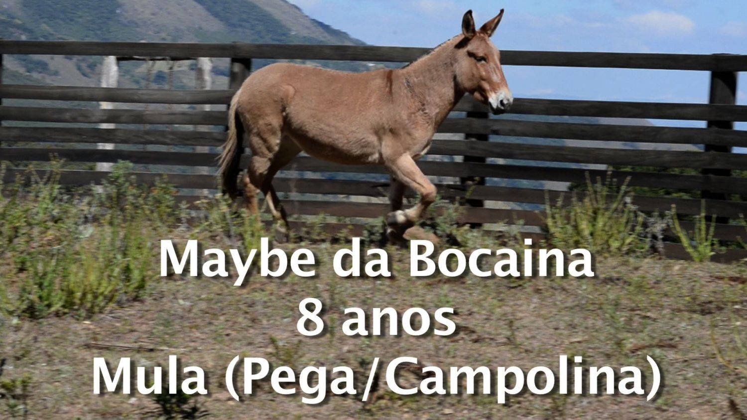 EGUA (PEGA/CAMPOLINA)