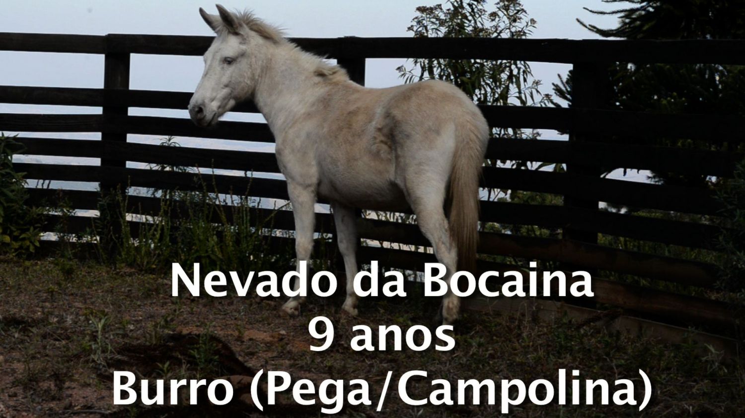 NEVADO DA BOCAINA