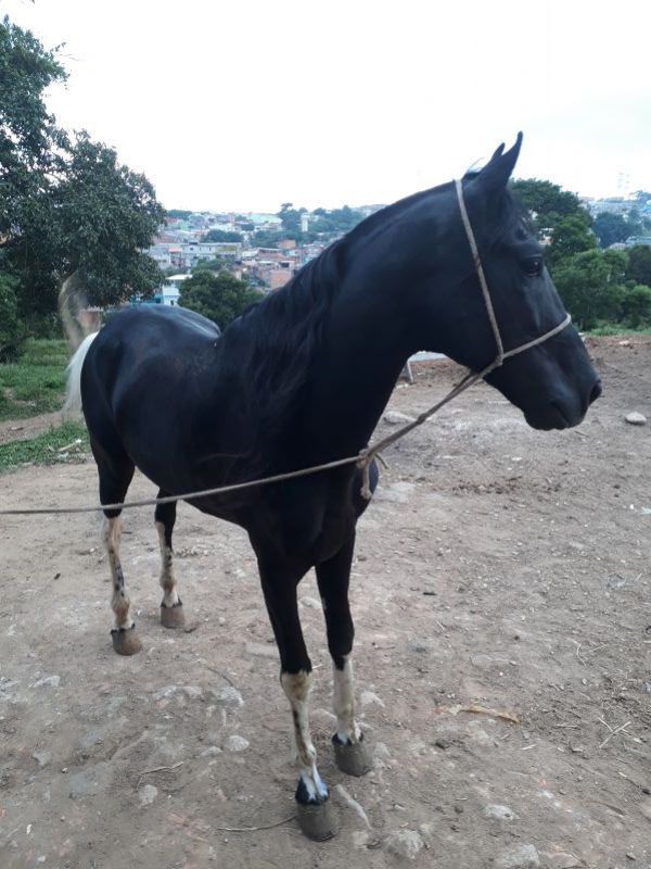 IGUAPE BANDIDO
