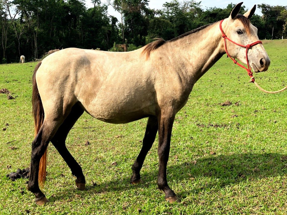 POTRA PURO SANGUE LUSITANO