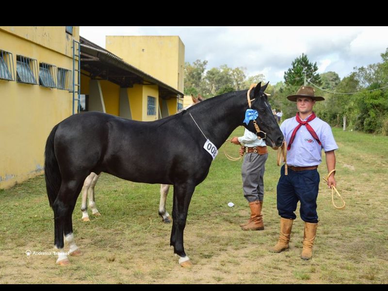 BALAQUEIRO DA VARZINHA