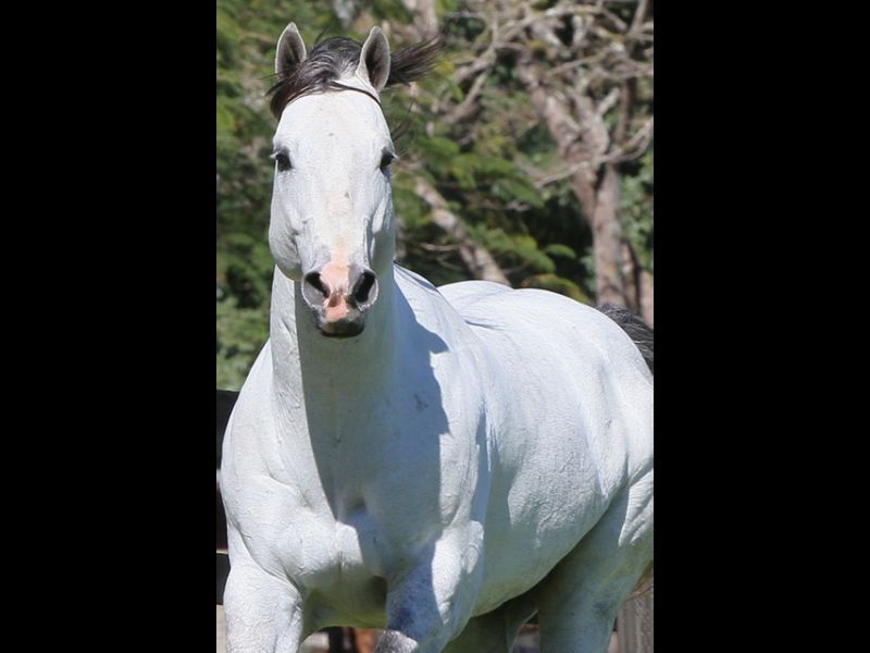 DUNAMIS DASH