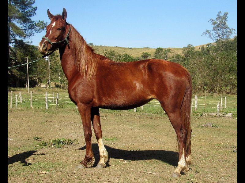 DUQUESA DO TOURO SENTADO