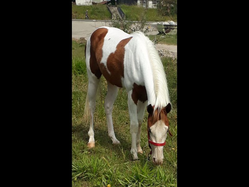 VALENTE ROYAL BET JW