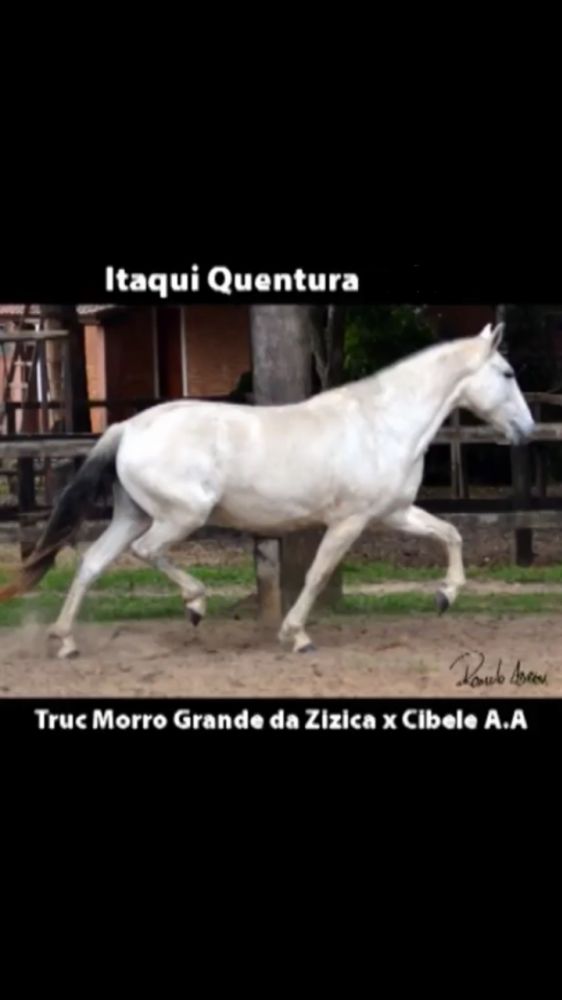 ITAQUI QUENTURA 