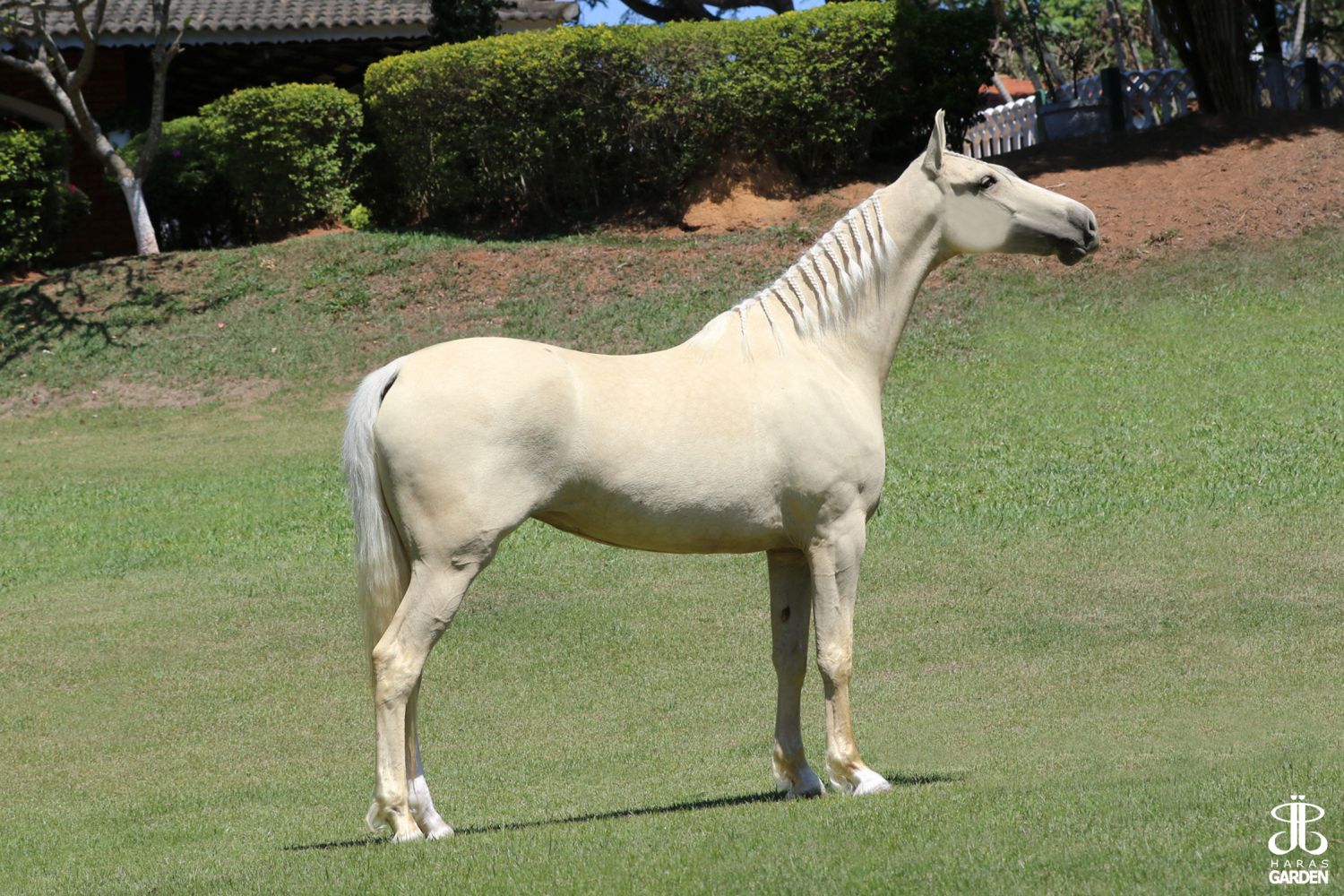 DENGOSA DO RANCHINHO (T.E.)