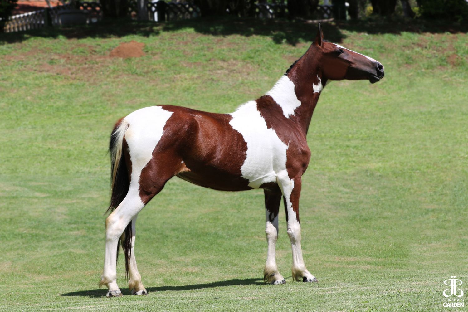 XISPITA R.M. (T.E.)