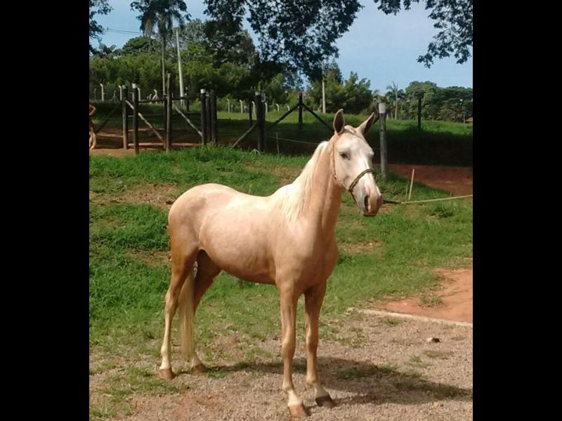 OURO FN