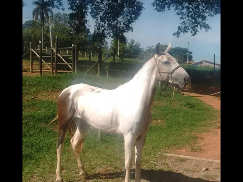 PRATEADA FN