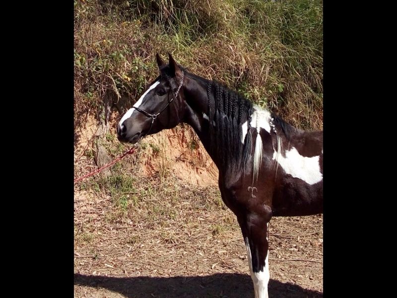 DIAMANTE FONTE NC 