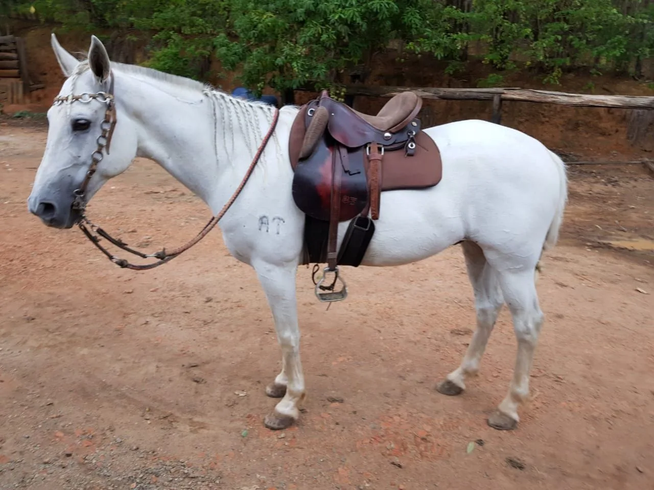 MANGALARGA MARCHADOR CASTRADO