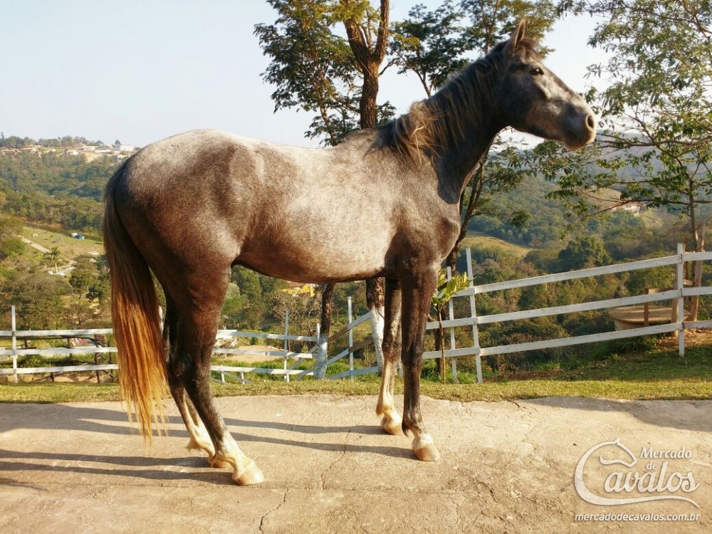 FLASH DO D'BRITOS